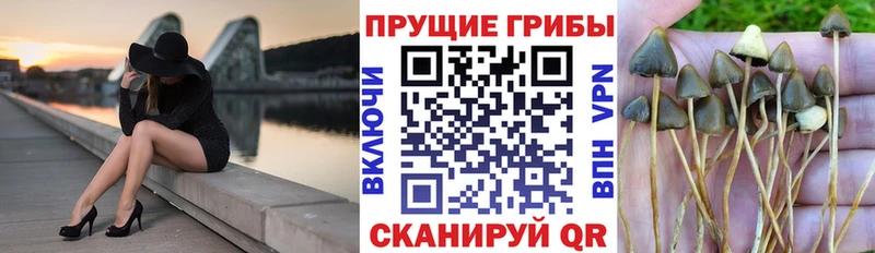 ссылка на мегу tor  закладки  Химки  Псилоцибиновые грибы Psilocybine cubensis 